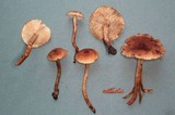 Tricholoma aurantio-olivaceum image