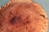 Tricholoma aurantio-olivaceum image