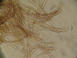 Tricholoma aurantio-olivaceum image