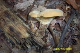 Tapinella atrotomentosa image