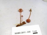 Mycena sanguinolenta image