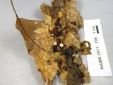 Marasmius capillaris image