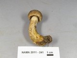 Retiboletus griseus image