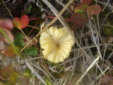 Lichenomphalia umbellifera image