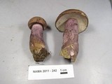Tylopilus plumbeoviolaceus image