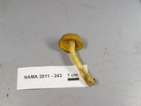 Entoloma flavifolium image