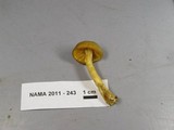 Entoloma flavifolium image