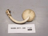 Amanita xanthomitra image