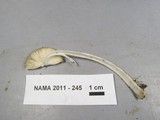 Amanita xanthomitra image