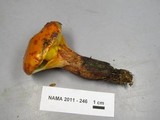 Suillus grevillei image