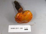 Suillus grevillei image