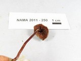 Melanophyllum haematospermum image