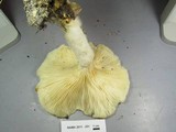 Lentinus levis image