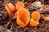 Otidea onotica image