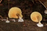 Gymnopilus sapineus image