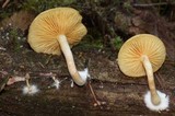 Gymnopilus sapineus image