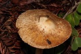 Inocybe fraudans image