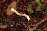 Inocybe fraudans image
