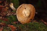 Inocybe fraudans image