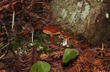 Clavaria acuta image