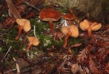 Clavaria acuta image