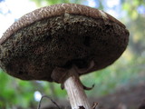 Tylopilus sordidus image