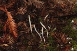 Clavaria acuta image