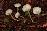 Hygrocybe russocoriacea image