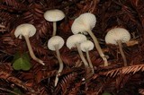 Hygrocybe russocoriacea image