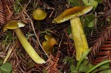 Hygrocybe virescens image