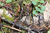 Trichoglossum hirsutum image