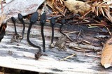 Trichoglossum hirsutum image