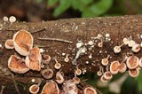 Hemimycena candida image