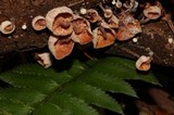 Hemimycena candida image
