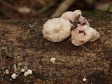 Hemimycena candida image