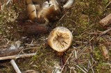 Gliophorus irrigatus image