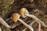 Gliophorus irrigatus image