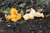 Cantharellus formosus image