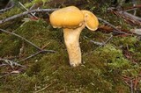 Cantharellus formosus image