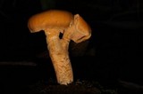 Cantharellus formosus image
