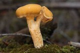 Cantharellus formosus image