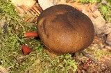 Lycoperdon umbrinum image