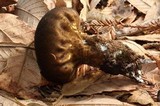 Lycoperdon umbrinum image