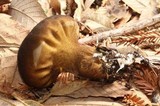 Lycoperdon umbrinum image