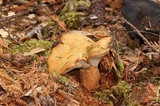 Hypomyces lateritius image