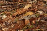 Hypomyces lateritius image