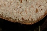 Hypomyces lateritius image