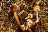 Gliophorus irrigatus image