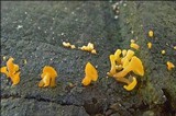 Guepiniopsis buccina image
