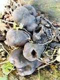 Xylaria polymorpha image